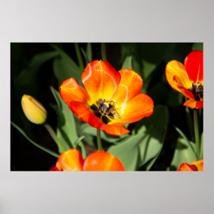 Póster Tulipán rojo brillante Foto