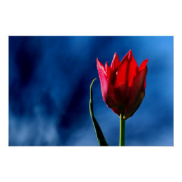 Póster Tulipán rojo brillante sobre fondo azul oscuro