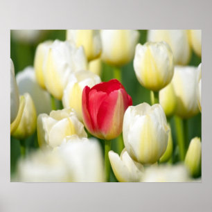 Póster Tulipán rojo en un campo de los tulipanes blancos