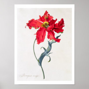 Póster Tulipán: Rojo Perroquet