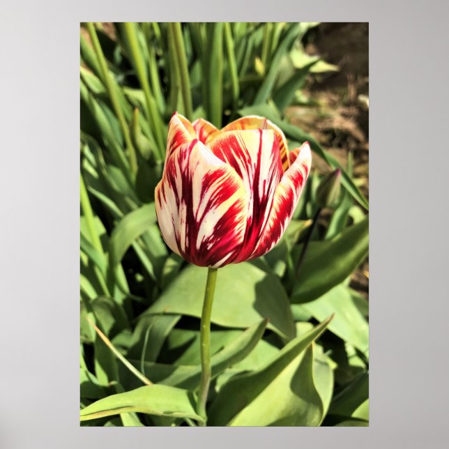 Póster Tulipán rojo y blanco (Frente)
