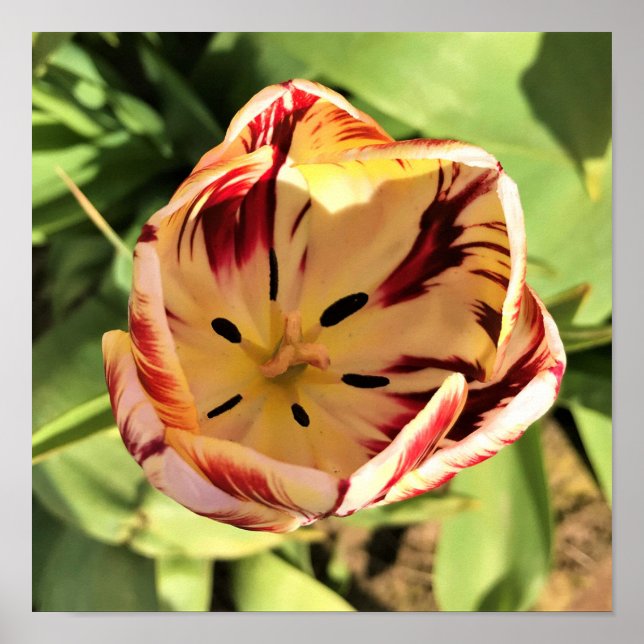 Póster Tulipán rojo y blanco interno (Frente)