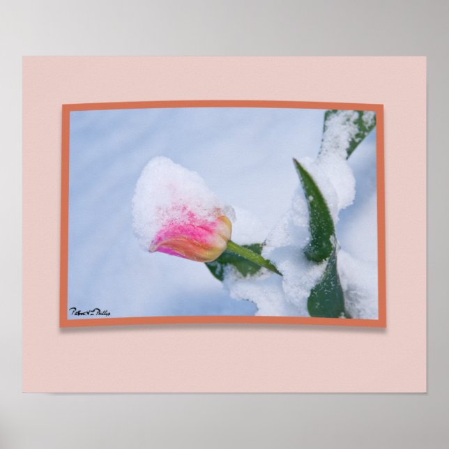 Póster Tulipán rosa cubierto de nieve (Frente)
