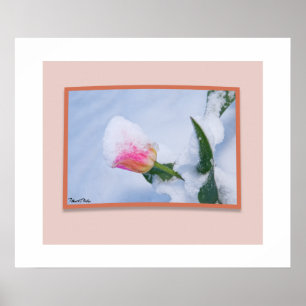 Póster Tulipán Rosa Cubierto de Nieve