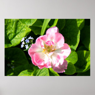 Póster Tulipán rosado