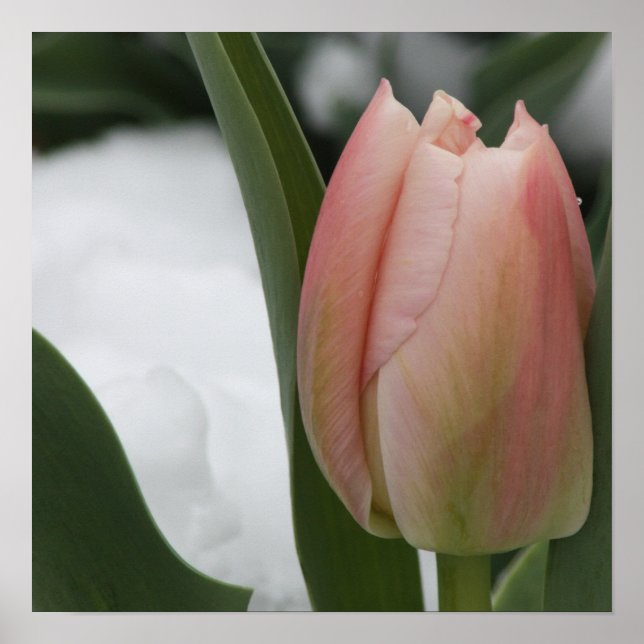Póster Tulipán rosado en nieve (Frente)