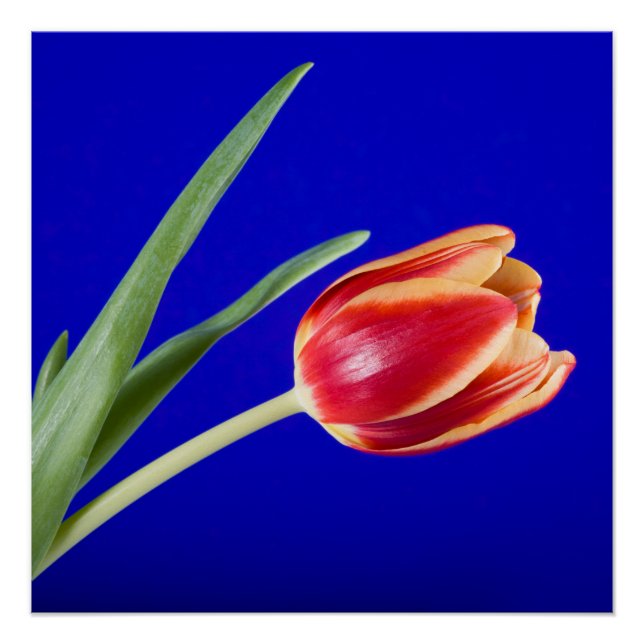 Póster Tulipán sobre fondo azul (Anverso)