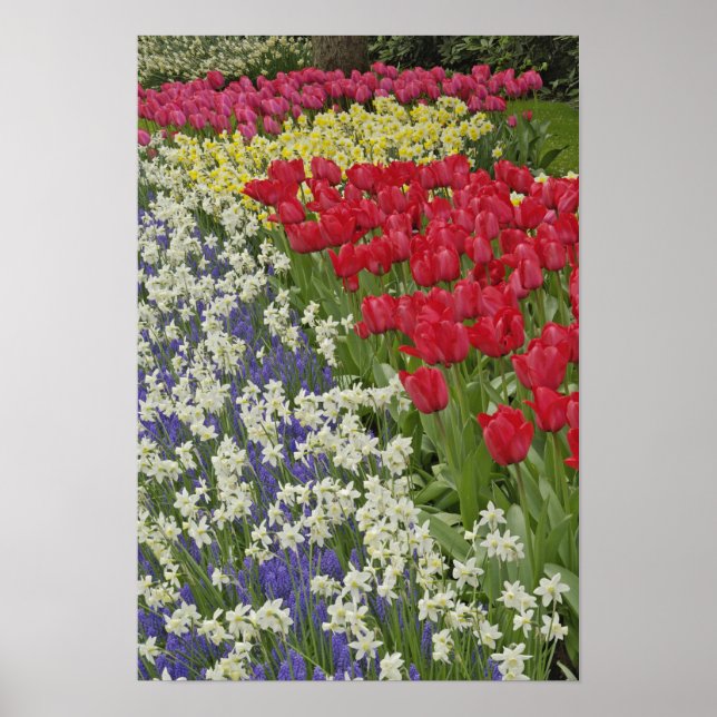 Póster Tulipán y jardín de daffodil, jardines Keukenhof, (Frente)