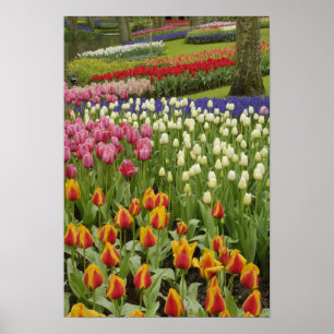 Póster Tulipán y jardín de jacinto, jardines Keukenhof,