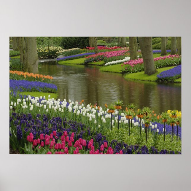 Póster Tulipán y jardín de jacinto, jardines Keukenhof, 2 (Frente)