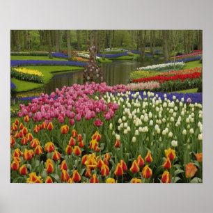 Póster Tulipán y jardín de jacinto, Keukenhof Gardens,
