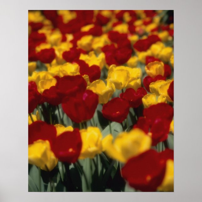 Póster Tulipanes (Frente)
