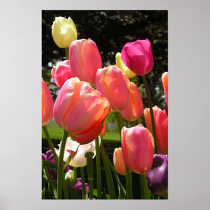 Póster tulipanes