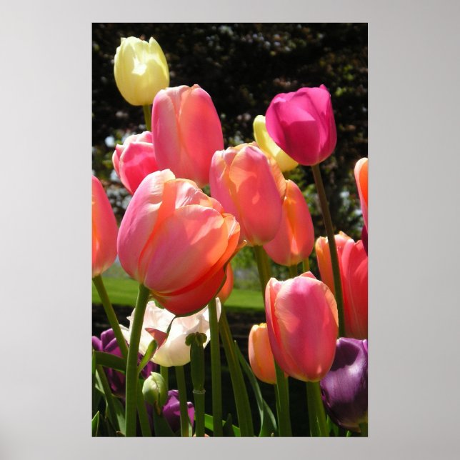 Póster tulipanes (Frente)