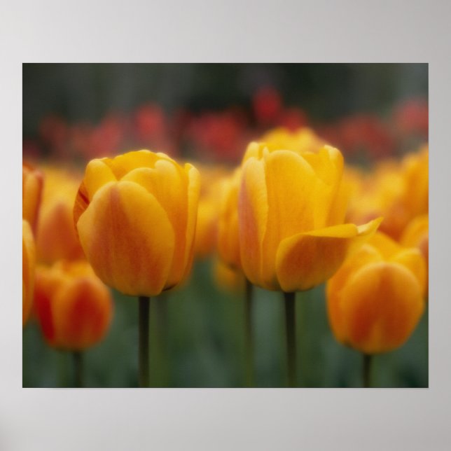 Póster Tulipanes (Frente)