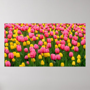 Póster Tulipanes 1 poster