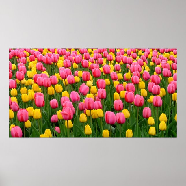 Póster Tulipanes 1 Poster (Frente)