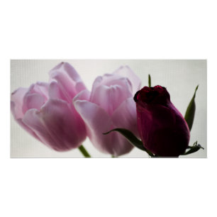 Póster Tulipanes 3258