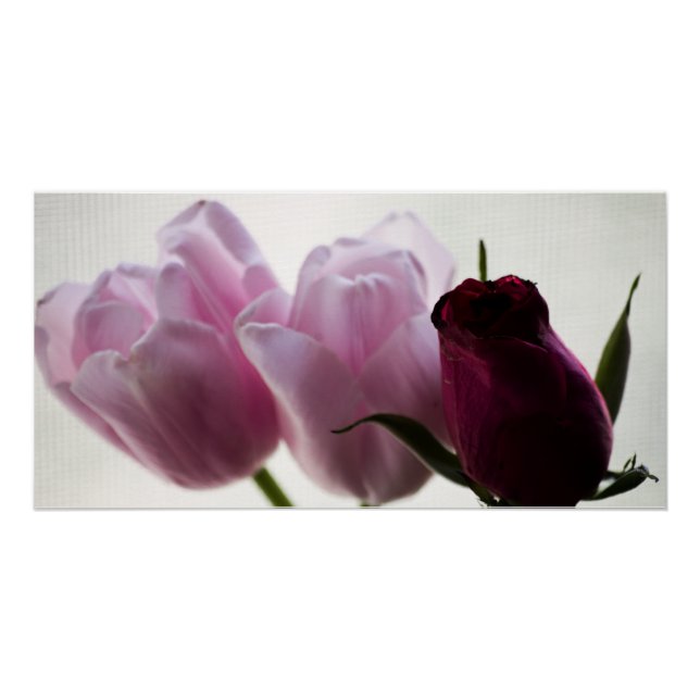 Póster Tulipanes 3258 (Anverso)