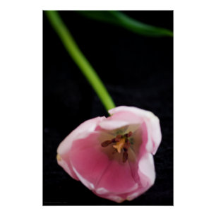 Póster Tulipanes 3272