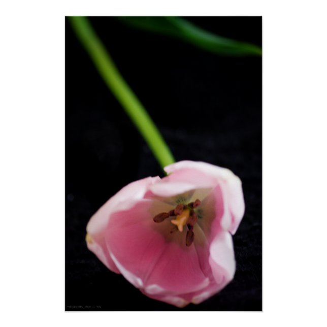 Póster Tulipanes 3272 (Anverso)