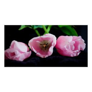 Póster Tulipanes 3273