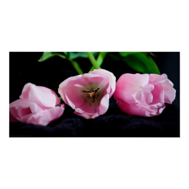 Póster Tulipanes 3273 (Anverso)