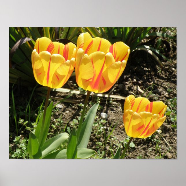 Póster Tulipanes al sol Imprimir (Frente)
