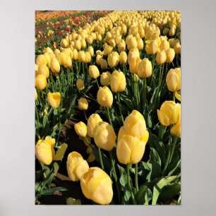 Póster Tulipanes amarillos en un campo, Oregón