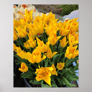 Póster Tulipanes Amarillos Únicos