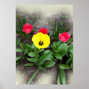 Póster tulipanes amarillos y rojos