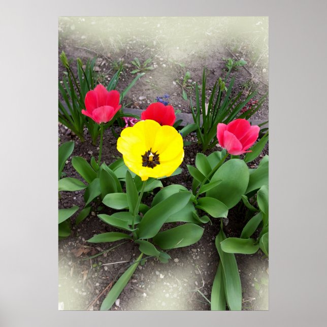 Póster tulipanes amarillos y rojos (Frente)