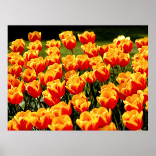 Póster Tulipanes amarillos y rojos en primavera