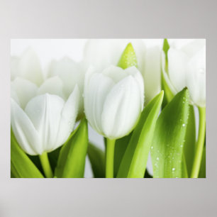 Póster Tulipanes blancos