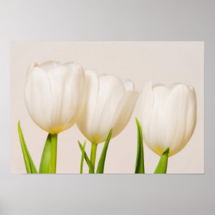 Póster Tulipanes blancos sobre un fondo blanco,