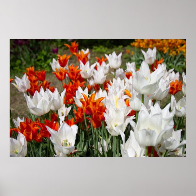Póster Tulipanes blancos y jengibre en el jardín (Frente)