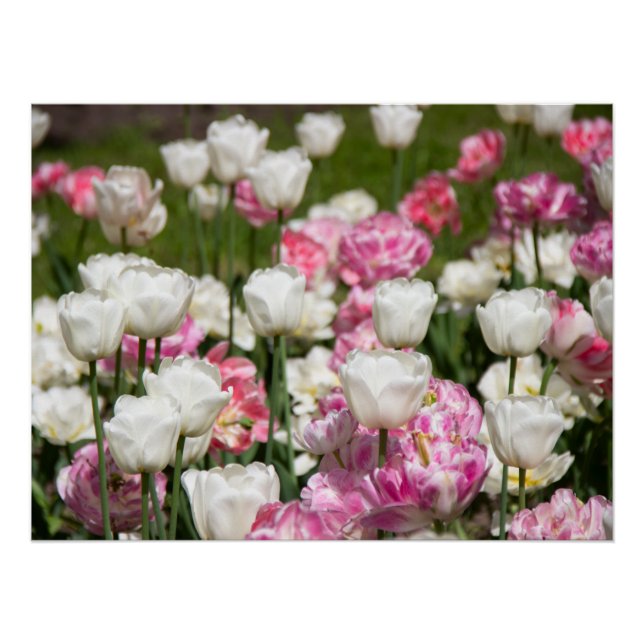 Póster Tulipanes blancos y rosas brillantes en un día sol (Anverso)
