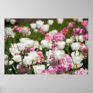 Póster Tulipanes blancos y rosas brillantes en un día sol