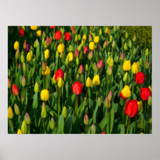 Póster Tulipanes coloridos