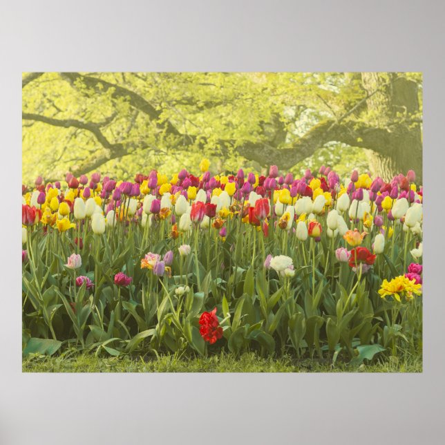 Póster Tulipanes coloridos en un parque (Frente)