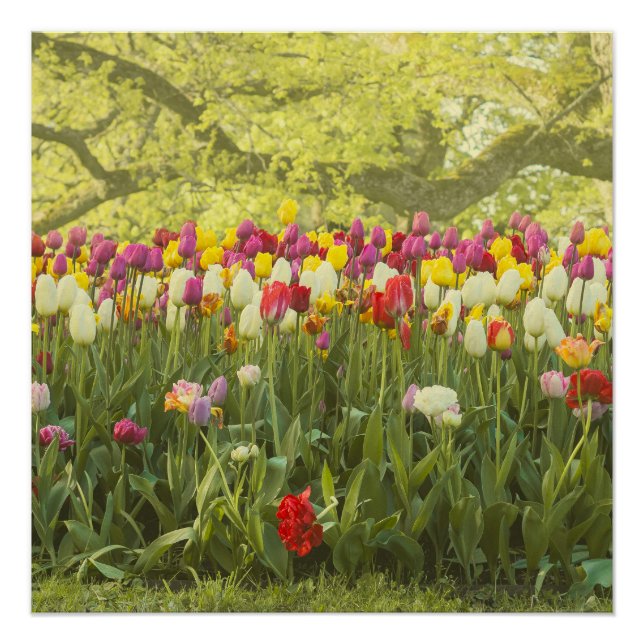Póster Tulipanes coloridos en un parque (Anverso)