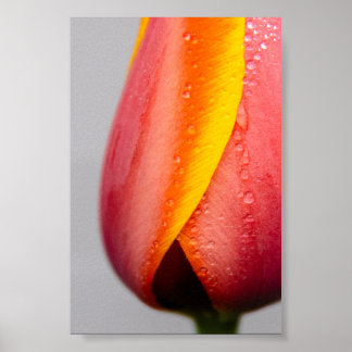 Póster Tulipanes con gotitas de lluvia