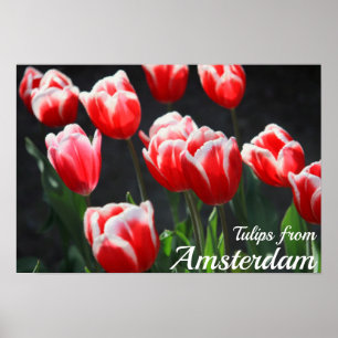 Póster Tulipanes de Amsterdam