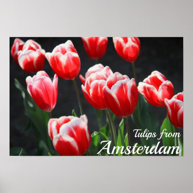 Póster Tulipanes de Amsterdam (Frente)