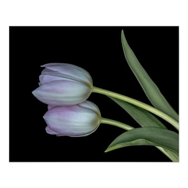 Póster Tulipanes de color delicado. (Anverso)