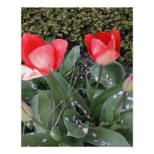 Póster Tulipanes de jardín