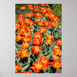 Póster Tulipanes de jengibre rojo brillante