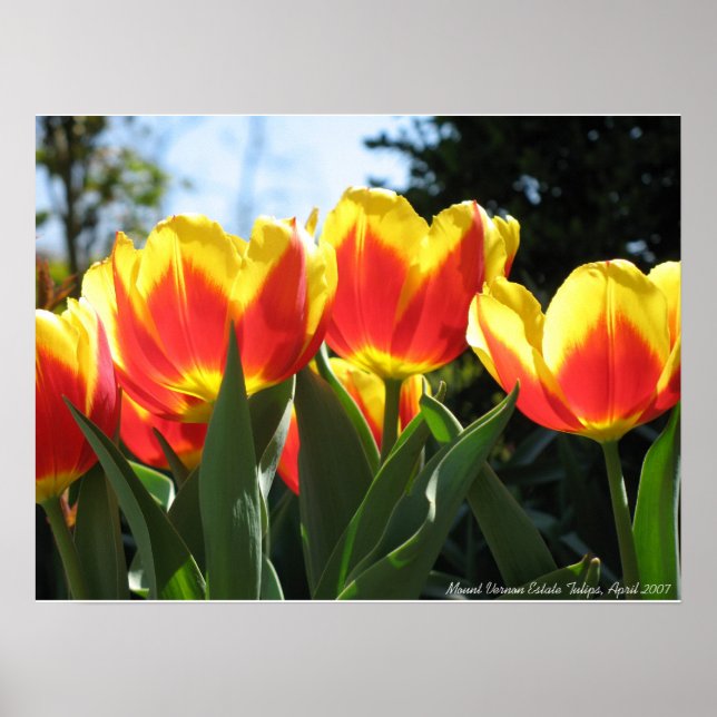 Póster Tulipanes de la finca Mount Vernon (Frente)
