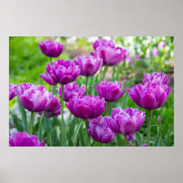 Póster Tulipanes de lilac brillantes en un poster de un d