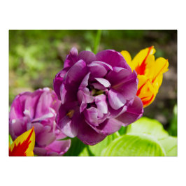 Póster Tulipanes de Lilac en un día soleado